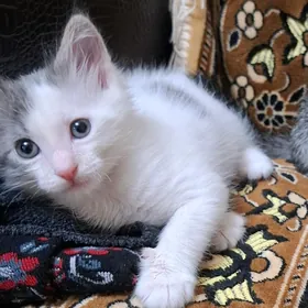КОТЕНОЧЕК