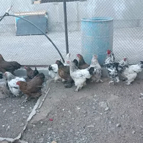 Brama