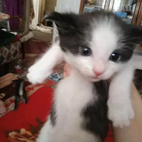 кошечка