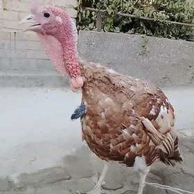 İnduk erkek