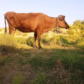 gysyr sygyr