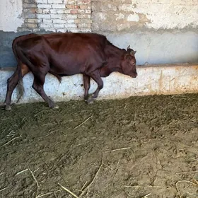 4 sany biçilen ökiz