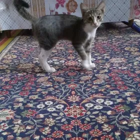 Pishikler/ кошка
