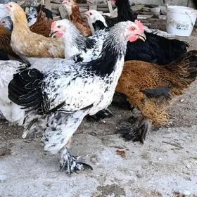 Brama towuk