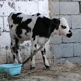 Gole okuz galyşteýin