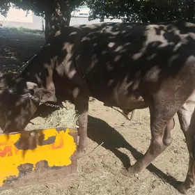 oküz