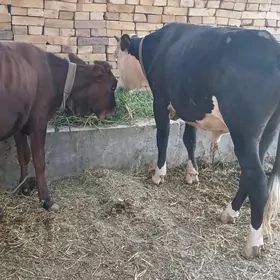 unajyn we okuz