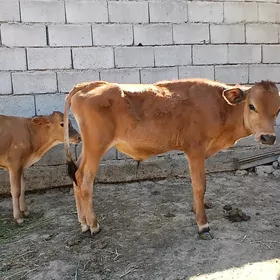 okuzce 2sany