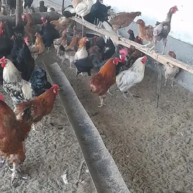 товук