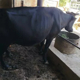 Göle tuwe