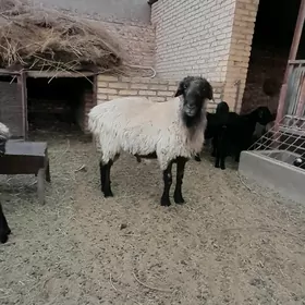 goç
