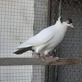 kepderi голуби