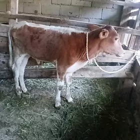 okuzce