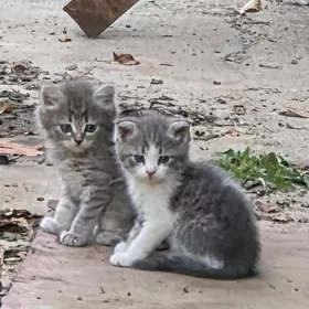 Котята