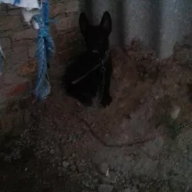 Немецкий авчарка