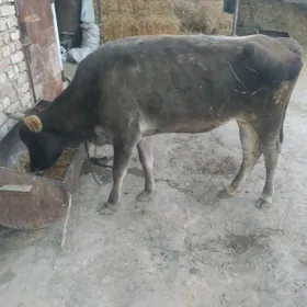1Guzlan Sygyr Sagylýan