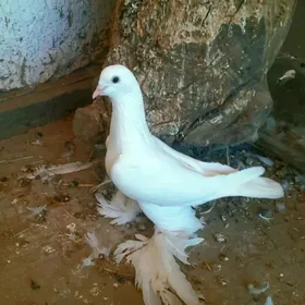 kepderi голуби