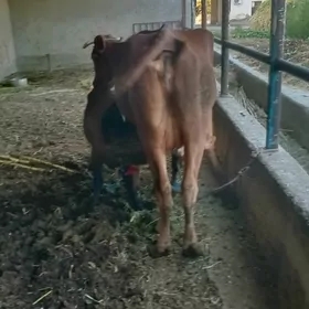 Ekiz göleli sygyr