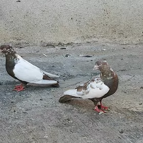 kepderi