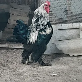 Horaz
