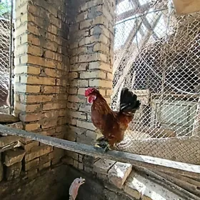 Япончик