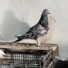 kepderi