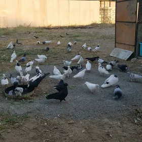 kepderi