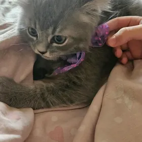 мальчик вислоухий шотландский