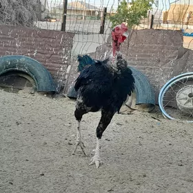 Horoz
