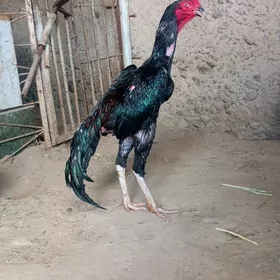 horaz