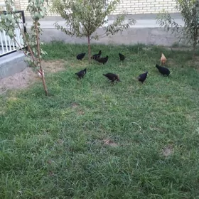 tawuk juje