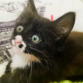 Котёнок 1.5 месяца