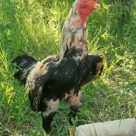 horaz