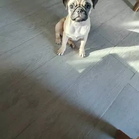 MOPS