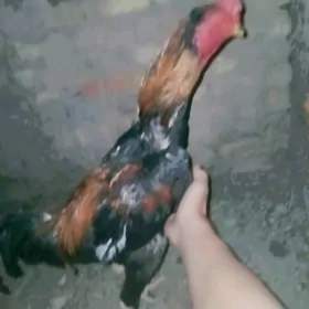 ozbek horaz