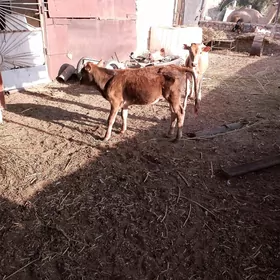 Öküzçe