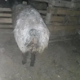 turkmen issek goc