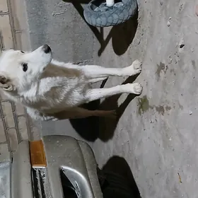 It