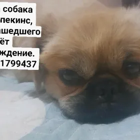ПРОПАЛА СОБАКА