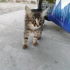 Котенок девочка