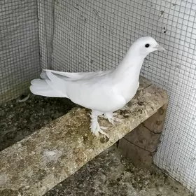 kepderi