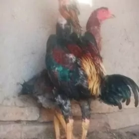 Horaz