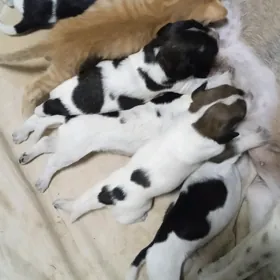 щенки в заботливые семья