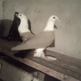 кепдери