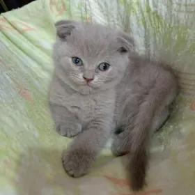 Шотландские вислоухие