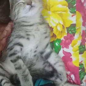Котёнок