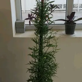 Öý we Ofis üçin