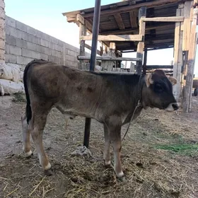 gole ökuzce