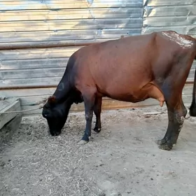 Saglyk sygyr