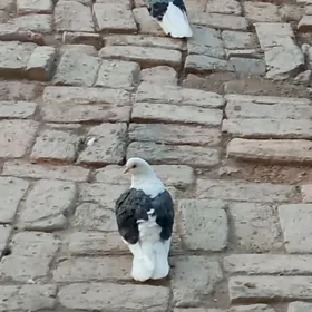 kepter
